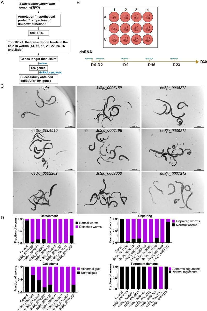 https://cdn.ncbi.nlm.nih.gov/pmc/blobs/ca33/11977999/9f10d4877ace/ppat.1013014.g001.jpg