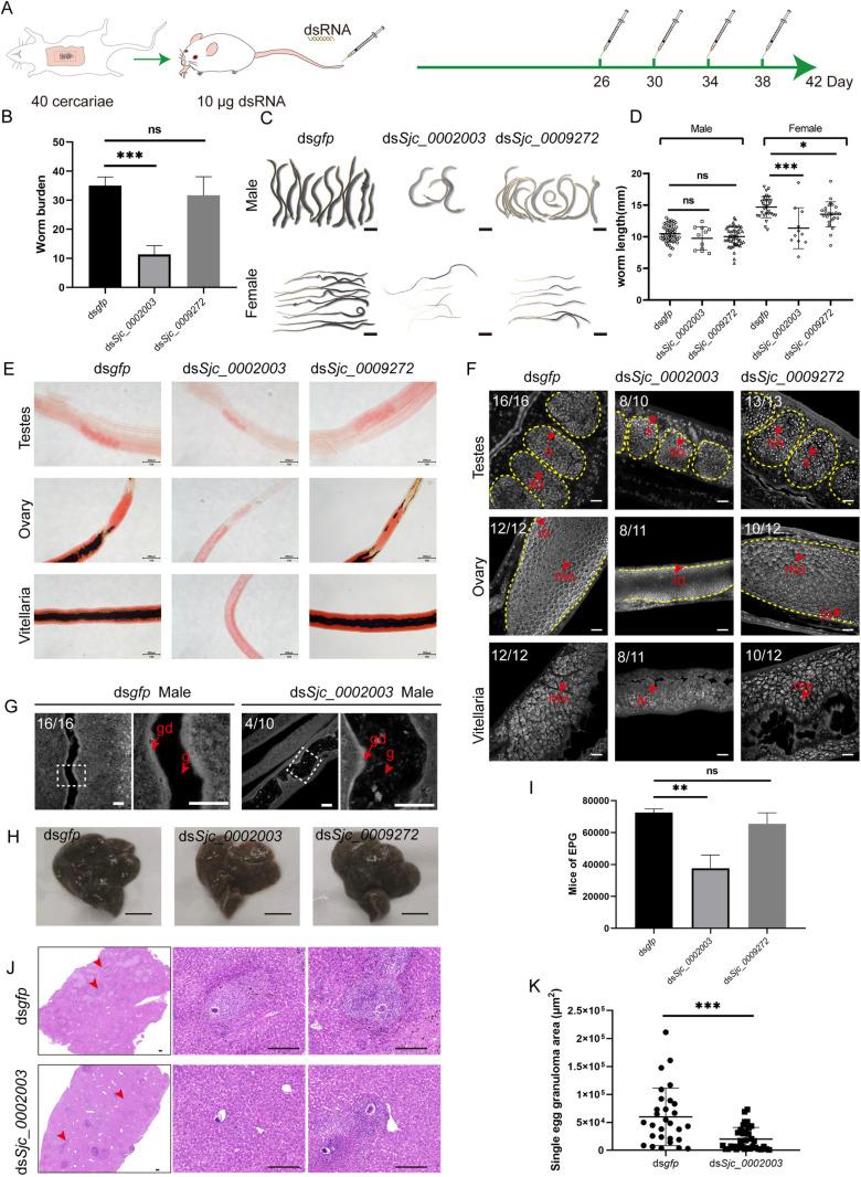 https://cdn.ncbi.nlm.nih.gov/pmc/blobs/ca33/11977999/f942c8fc8537/ppat.1013014.g005.jpg