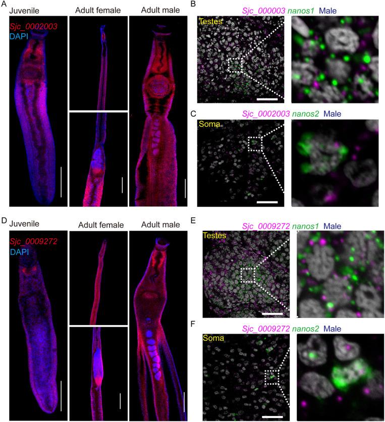 https://cdn.ncbi.nlm.nih.gov/pmc/blobs/ca33/11977999/fa882bf2d3d0/ppat.1013014.g002.jpg