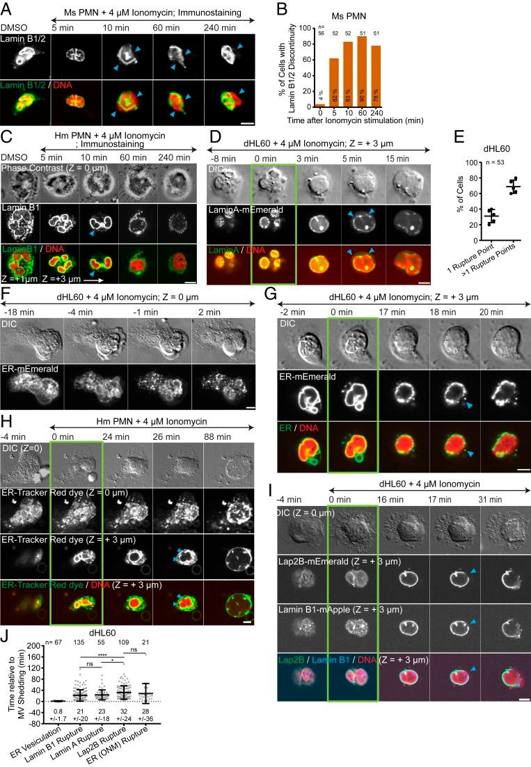https://cdn.ncbi.nlm.nih.gov/pmc/blobs/ca35/7132277/f063554c33ea/pnas.1909546117fig03.jpg