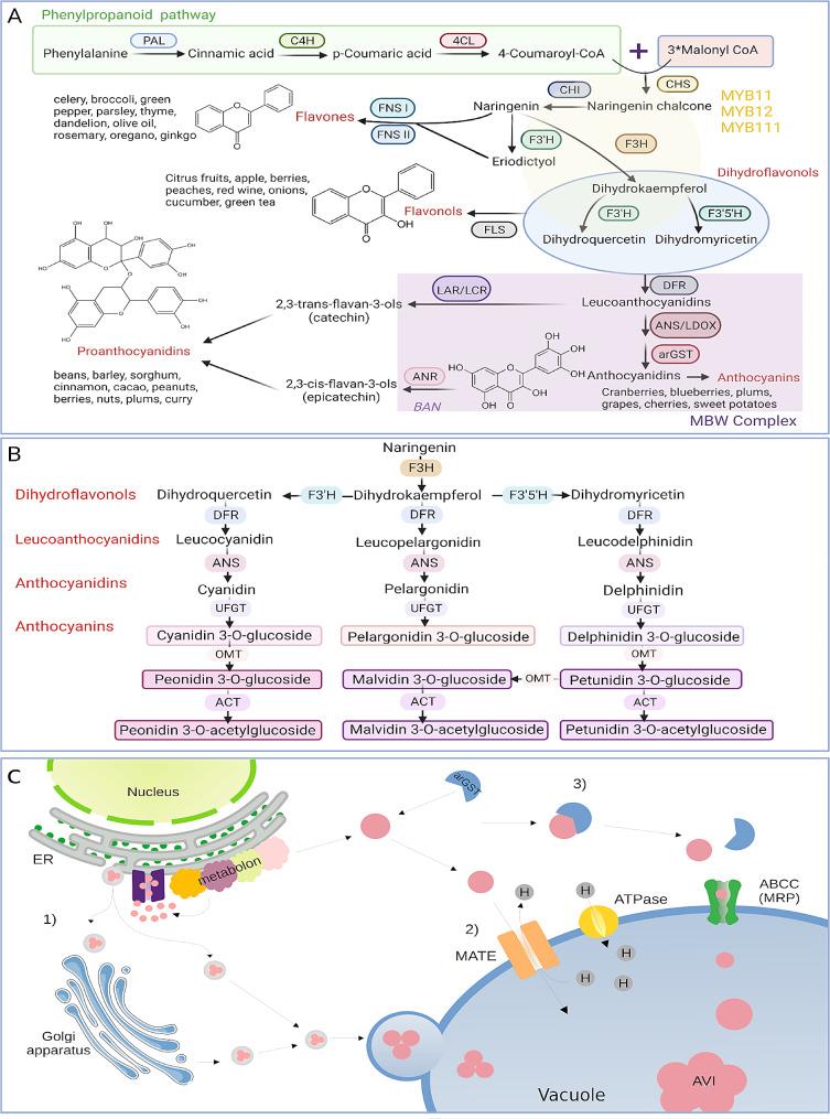 https://cdn.ncbi.nlm.nih.gov/pmc/blobs/ca3c/11221117/88276a6aea62/12870_2024_5316_Fig1_HTML.jpg