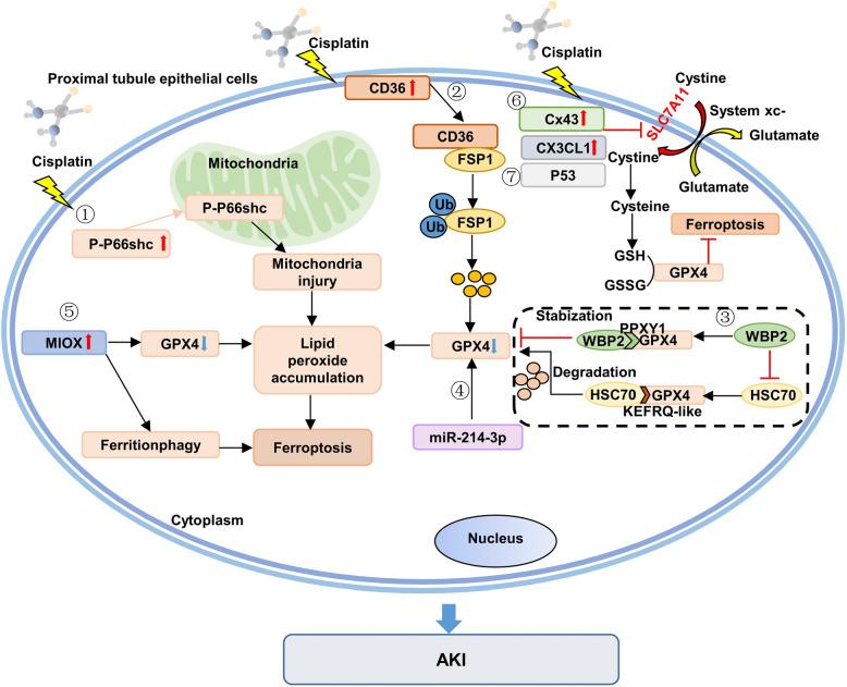 https://cdn.ncbi.nlm.nih.gov/pmc/blobs/ca3c/12413393/dff17651302c/43556_2025_293_Fig5_HTML.jpg