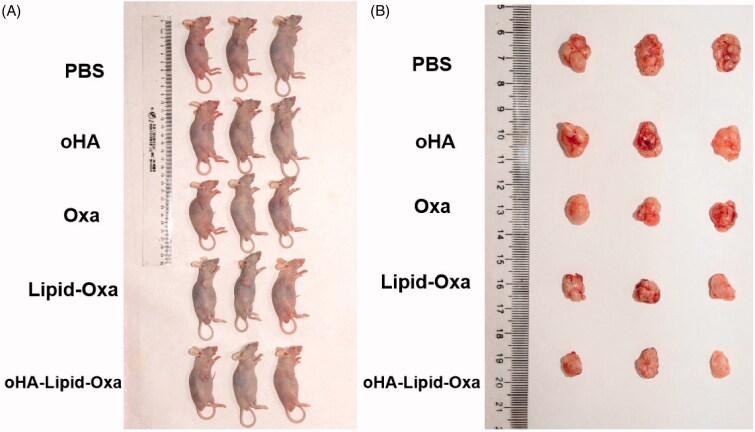https://cdn.ncbi.nlm.nih.gov/pmc/blobs/ca3c/8118506/b3b8f4c08f02/IDRD_A_1914777_F0007_C.jpg