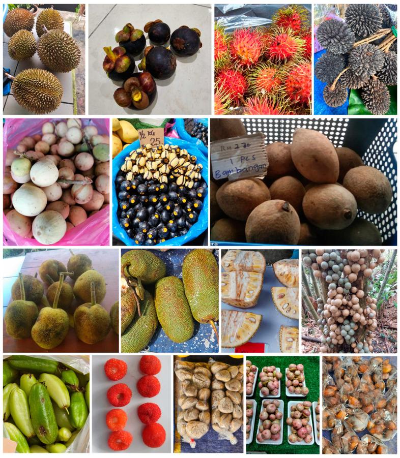 https://cdn.ncbi.nlm.nih.gov/pmc/blobs/ca3d/11767754/e8c3723e8536/nutrients-17-00200-g001.jpg
