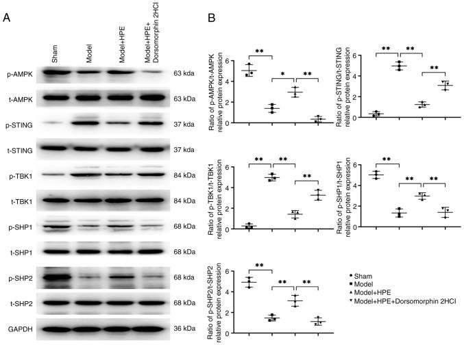 https://cdn.ncbi.nlm.nih.gov/pmc/blobs/ca42/12059460/1e3c29b58100/mmr-32-01-13548-g02.jpg