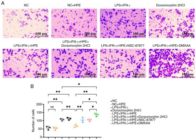 https://cdn.ncbi.nlm.nih.gov/pmc/blobs/ca42/12059460/7cc7176510c8/mmr-32-01-13548-g04.jpg