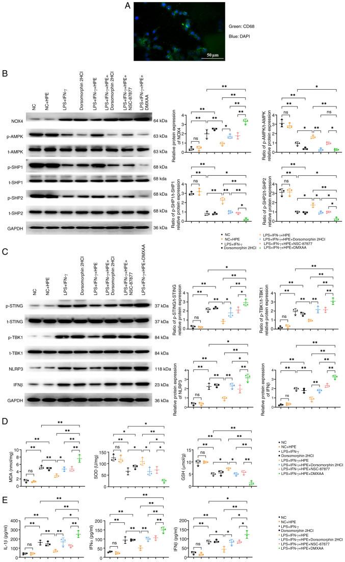 https://cdn.ncbi.nlm.nih.gov/pmc/blobs/ca42/12059460/7d291ef530e9/mmr-32-01-13548-g03.jpg