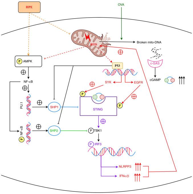 https://cdn.ncbi.nlm.nih.gov/pmc/blobs/ca42/12059460/c76fd8e852a0/mmr-32-01-13548-g05.jpg