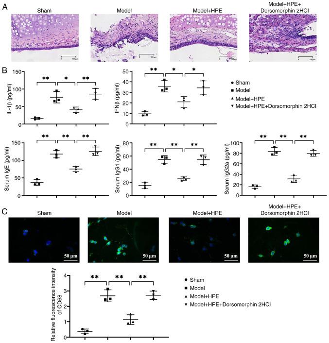 https://cdn.ncbi.nlm.nih.gov/pmc/blobs/ca42/12059460/da24d4e29f6d/mmr-32-01-13548-g01.jpg