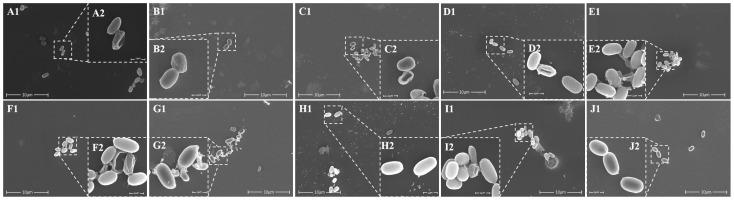 https://cdn.ncbi.nlm.nih.gov/pmc/blobs/ca45/12196182/1a98c9e1b63f/microorganisms-13-01347-g002.jpg