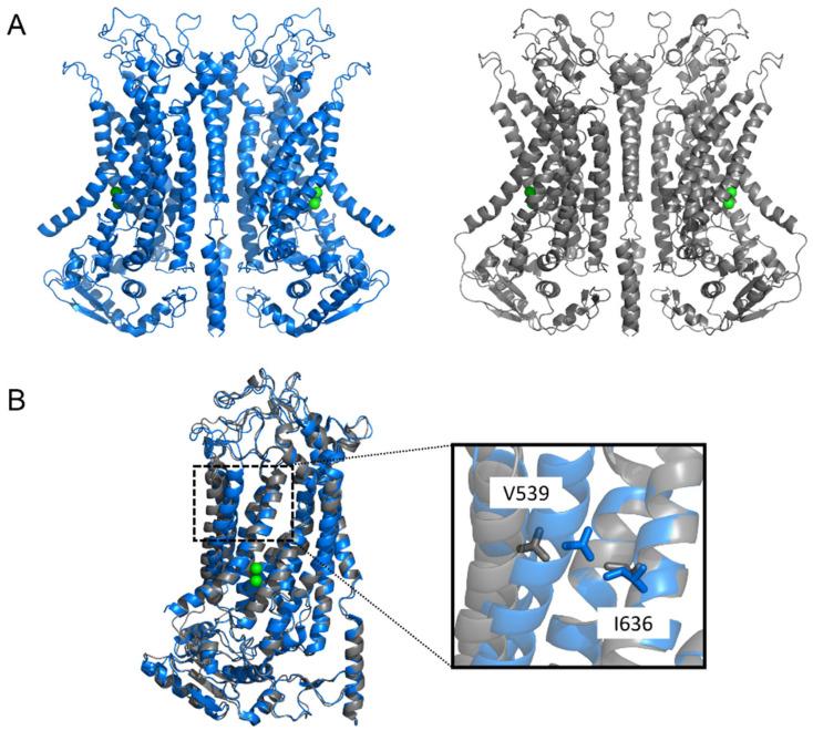 https://cdn.ncbi.nlm.nih.gov/pmc/blobs/ca45/8835819/8ff914f187bc/ijms-23-01580-g002.jpg