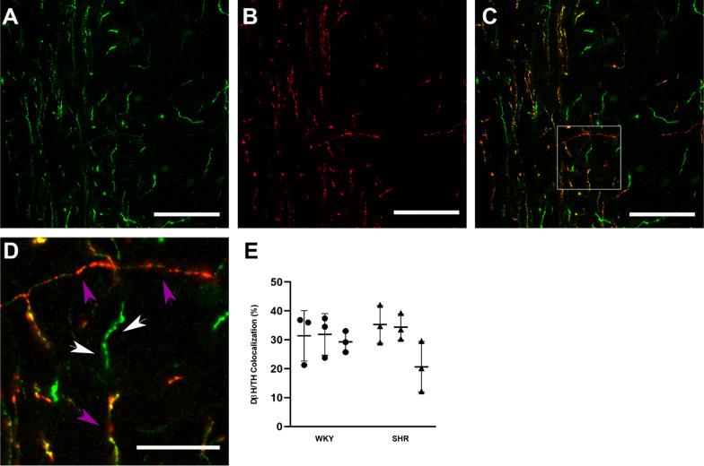 https://cdn.ncbi.nlm.nih.gov/pmc/blobs/ca47/10500870/b72ad858970a/42826_2023_172_Fig5_HTML.jpg