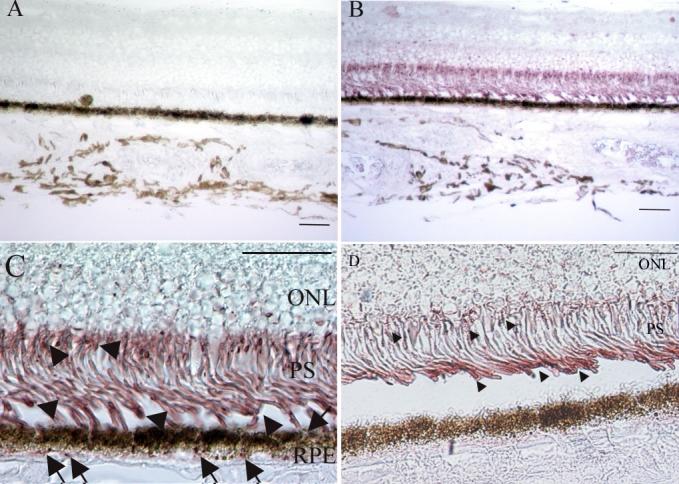 https://cdn.ncbi.nlm.nih.gov/pmc/blobs/ca48/2768762/d70c44e912ed/mv-v13-772-f1.jpg