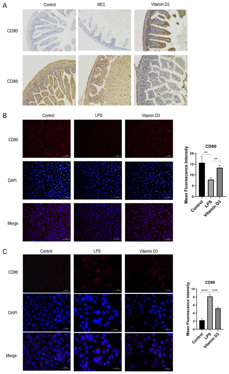 https://cdn.ncbi.nlm.nih.gov/pmc/blobs/ca4a/11518320/1e678ccadc15/tjmed-54-05-1165f2.jpg