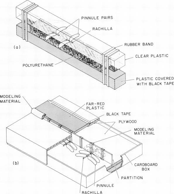 https://cdn.ncbi.nlm.nih.gov/pmc/blobs/ca4d/1086913/694f5c705f03/plntphys00484-0031-a.jpg