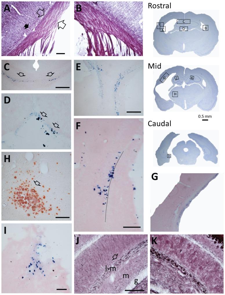 https://cdn.ncbi.nlm.nih.gov/pmc/blobs/ca51/3991600/a1d758ed9aee/pone.0095280.g004.jpg