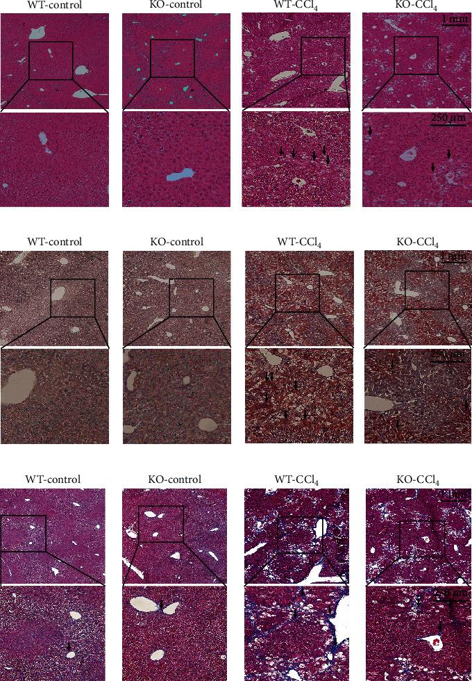https://cdn.ncbi.nlm.nih.gov/pmc/blobs/ca52/8517626/c72529fd3325/OMCL2021-5653700.004.jpg