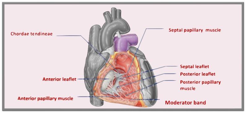 https://cdn.ncbi.nlm.nih.gov/pmc/blobs/ca54/10219492/5b538d1e562d/jcm-12-03384-g001.jpg