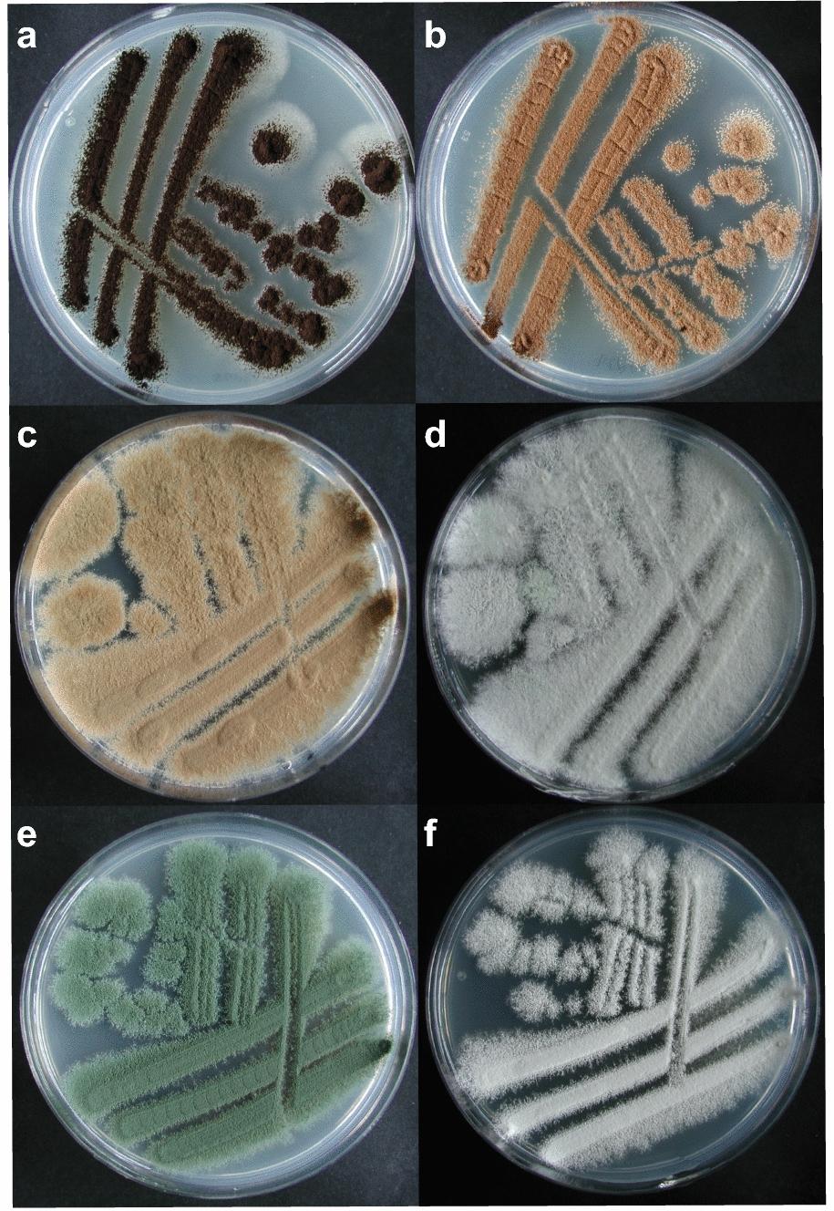 https://cdn.ncbi.nlm.nih.gov/pmc/blobs/ca56/8017634/6c622a96a84a/40694_2021_111_Fig2_HTML.jpg