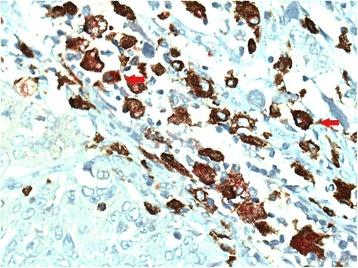 https://cdn.ncbi.nlm.nih.gov/pmc/blobs/ca5b/5781310/bccc43407168/12865_2018_241_Fig3_HTML.jpg