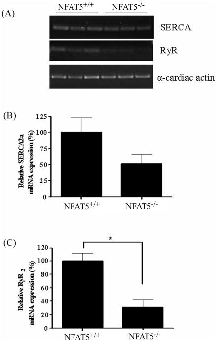 https://cdn.ncbi.nlm.nih.gov/pmc/blobs/ca5e/3134469/acec8cb09478/pone.0019186.g004.jpg