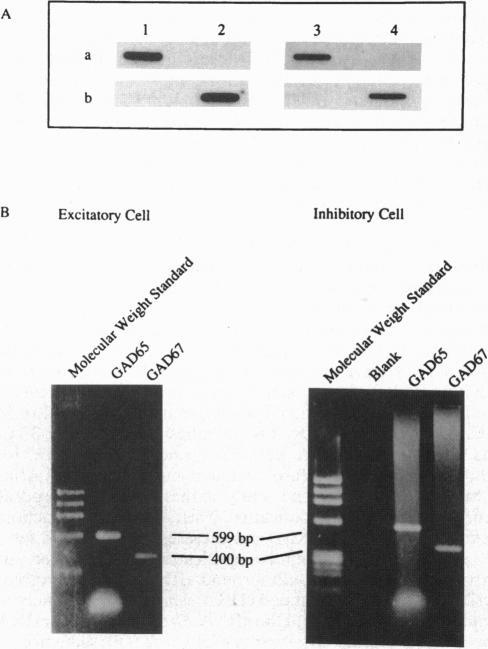 https://cdn.ncbi.nlm.nih.gov/pmc/blobs/ca62/38517/962b1d94509e/pnas01522-0557-b.jpg