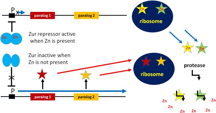 https://cdn.ncbi.nlm.nih.gov/pmc/blobs/ca63/7873864/399790167adb/fmicb-11-619038-g001.jpg