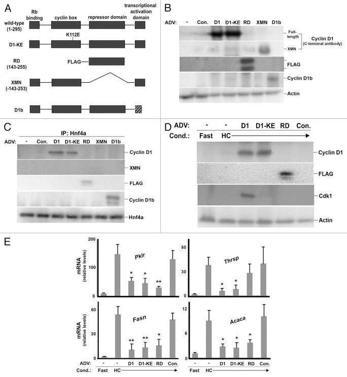 https://cdn.ncbi.nlm.nih.gov/pmc/blobs/ca67/3409010/276bef77a604/cc-11-2681-g6.jpg