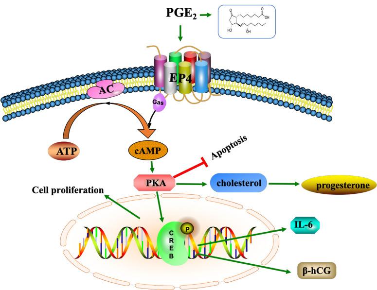 https://cdn.ncbi.nlm.nih.gov/pmc/blobs/ca68/8430623/f82128714d6d/ijms-22-09134-g006.jpg
