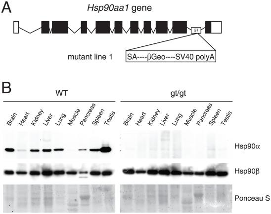 https://cdn.ncbi.nlm.nih.gov/pmc/blobs/ca69/3013136/a17fc6d1d599/pone.0015770.g001.jpg