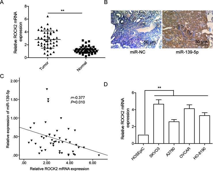 https://cdn.ncbi.nlm.nih.gov/pmc/blobs/ca6a/7844637/12c25e01b400/OR-26-411-g004.jpg