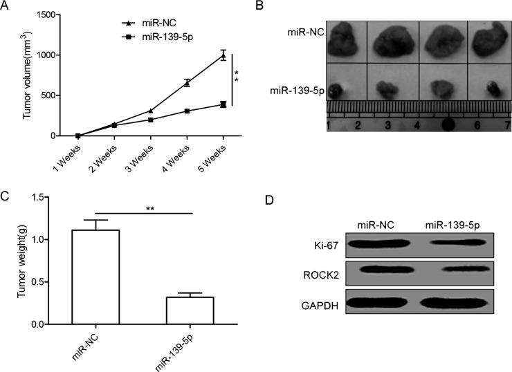 https://cdn.ncbi.nlm.nih.gov/pmc/blobs/ca6a/7844637/a55f3b843e58/OR-26-411-g006.jpg