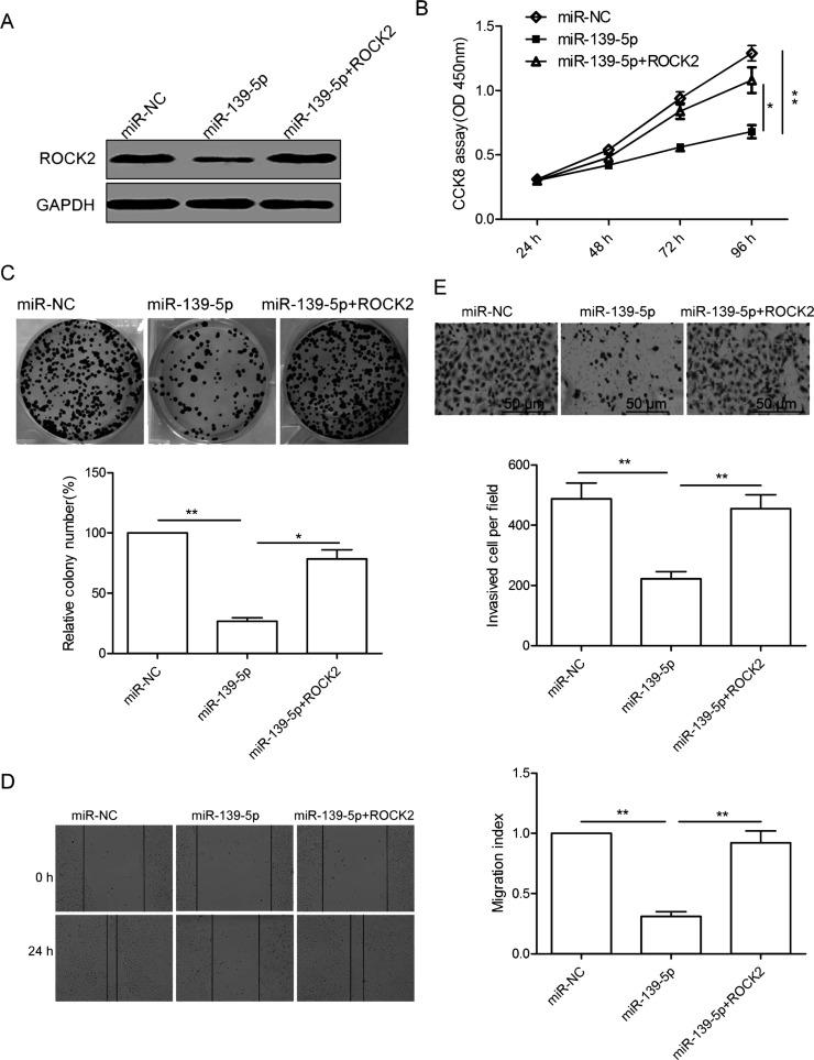 https://cdn.ncbi.nlm.nih.gov/pmc/blobs/ca6a/7844637/a95760c11f9e/OR-26-411-g005.jpg