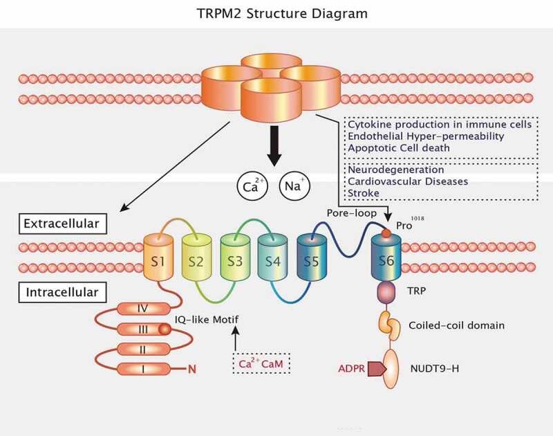 https://cdn.ncbi.nlm.nih.gov/pmc/blobs/ca6b/7833771/27b424555793/KCHL_A_1870088_F0001_OC.jpg