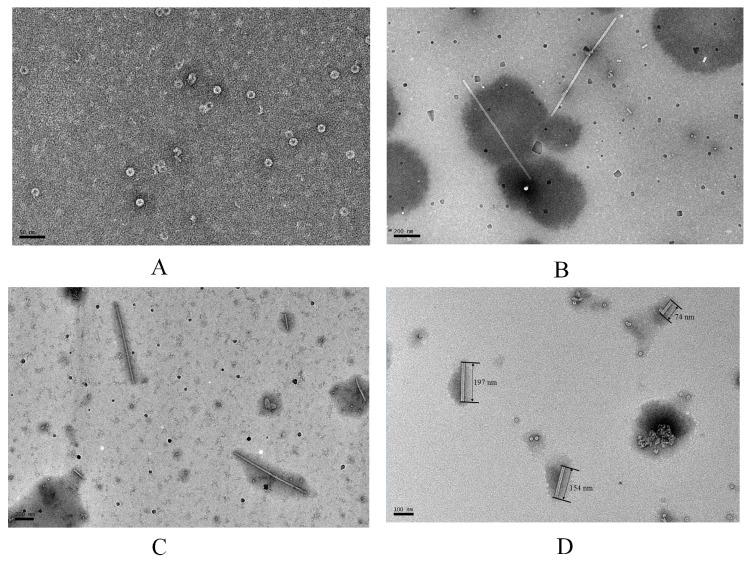https://cdn.ncbi.nlm.nih.gov/pmc/blobs/ca6d/11816930/ae978765be60/ijms-26-01103-g003.jpg