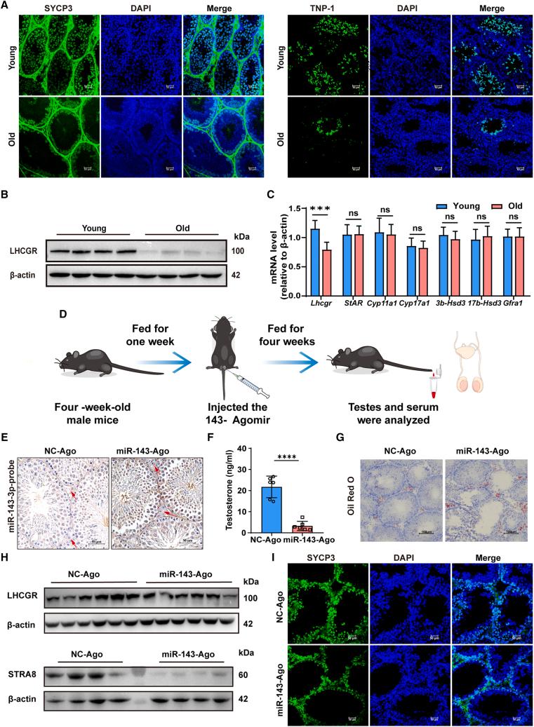 https://cdn.ncbi.nlm.nih.gov/pmc/blobs/ca72/11617286/45df94e42bb1/gr2.jpg