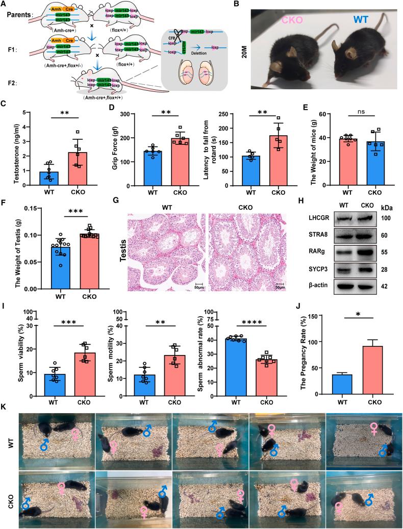 https://cdn.ncbi.nlm.nih.gov/pmc/blobs/ca72/11617286/48dbb33d6a63/gr8.jpg