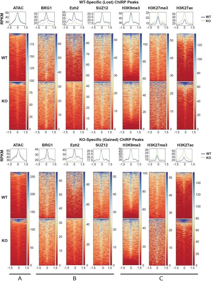 https://cdn.ncbi.nlm.nih.gov/pmc/blobs/ca72/11995268/372a979cd862/gkaf280fig5.jpg