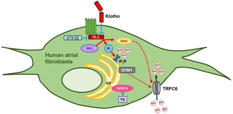 https://cdn.ncbi.nlm.nih.gov/pmc/blobs/ca74/9312905/7db3aedd7a12/biomedicines-10-01574-g007.jpg