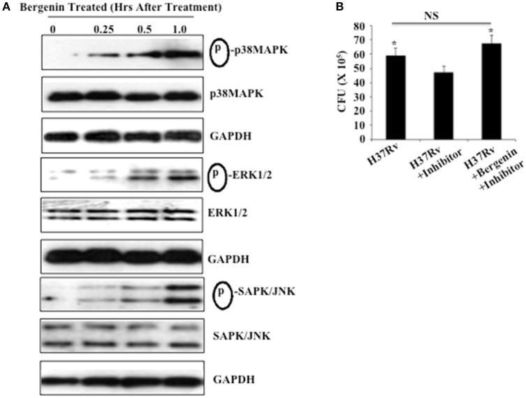https://cdn.ncbi.nlm.nih.gov/pmc/blobs/ca75/5410567/847953a9f298/fcimb-07-00149-g0003.jpg