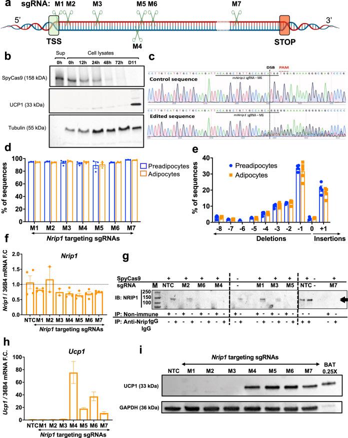 https://cdn.ncbi.nlm.nih.gov/pmc/blobs/ca75/8626495/4b22945f6c33/41467_2021_27190_Fig1_HTML.jpg