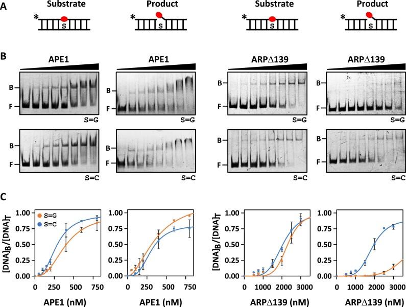 https://cdn.ncbi.nlm.nih.gov/pmc/blobs/ca76/11707538/399b4dbfe95e/gkae1297fig4.jpg
