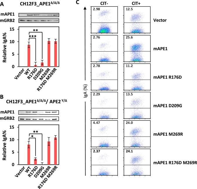 https://cdn.ncbi.nlm.nih.gov/pmc/blobs/ca76/11707538/4d21c3b9084b/gkae1297fig7.jpg