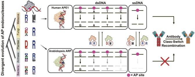 https://cdn.ncbi.nlm.nih.gov/pmc/blobs/ca76/11707538/7b5742a866b0/gkae1297figgra1.jpg