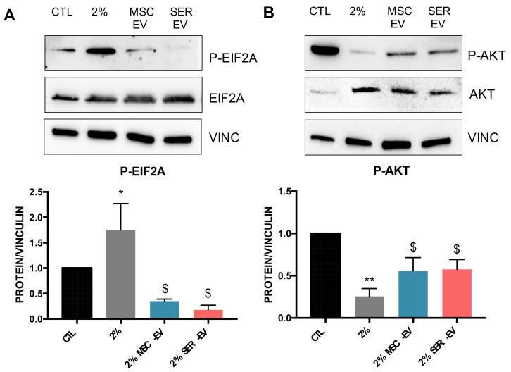 https://cdn.ncbi.nlm.nih.gov/pmc/blobs/ca77/8125791/5ddddab08731/ijms-22-04930-g005.jpg