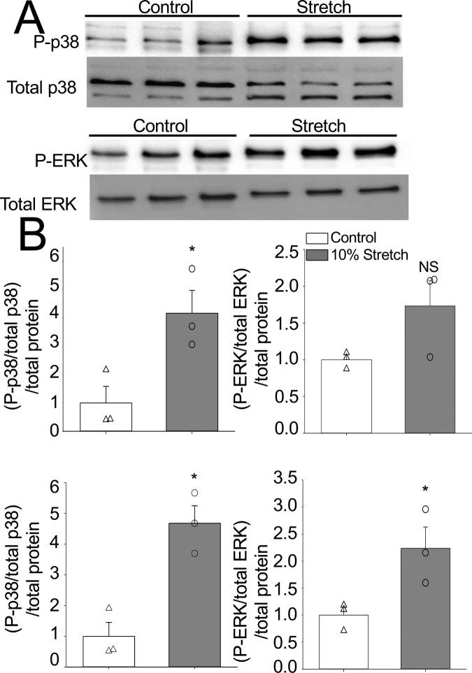 https://cdn.ncbi.nlm.nih.gov/pmc/blobs/ca78/6994941/ad15b65c7a51/biolopen-9-049296-g1.jpg