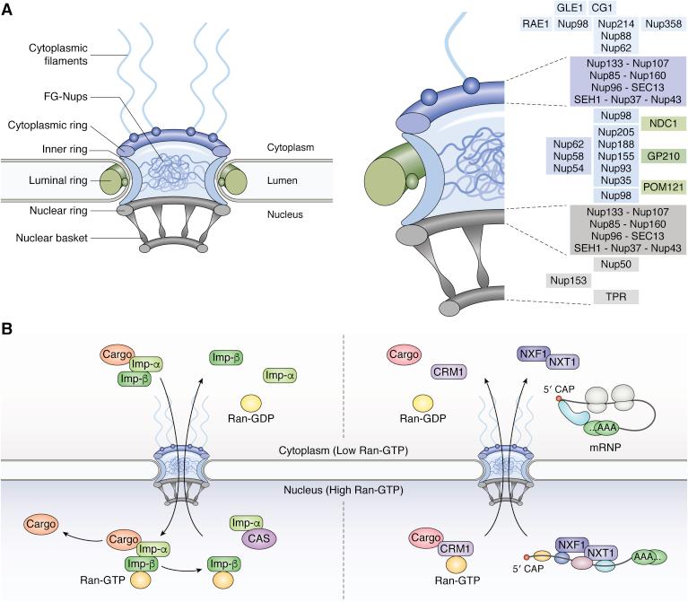 https://cdn.ncbi.nlm.nih.gov/pmc/blobs/ca7e/8254040/fd971accc45e/gr1.jpg