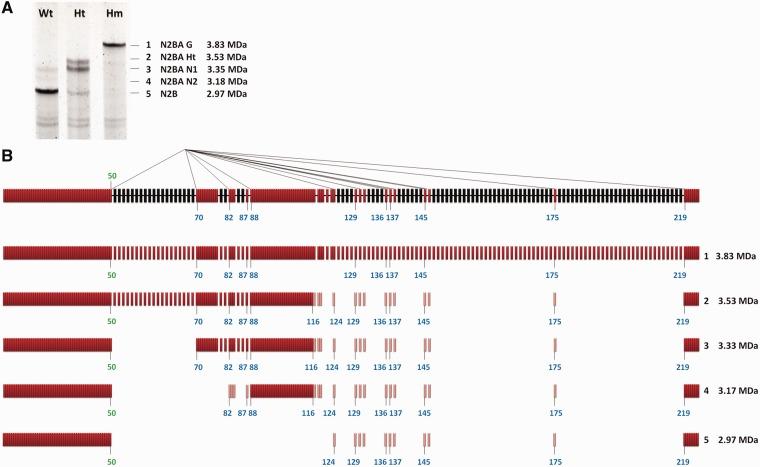 https://cdn.ncbi.nlm.nih.gov/pmc/blobs/ca7f/3575840/4962a6fec7b6/gks1362f5p.jpg