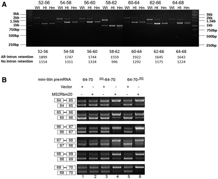 https://cdn.ncbi.nlm.nih.gov/pmc/blobs/ca7f/3575840/5ba5b2ba54b3/gks1362f4p.jpg