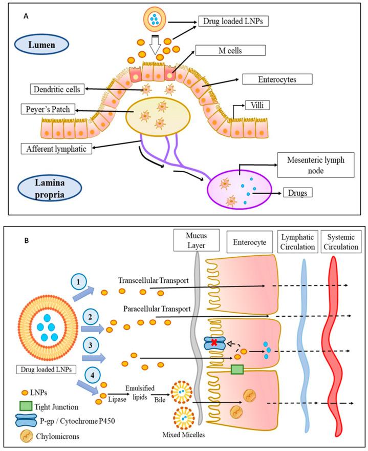 https://cdn.ncbi.nlm.nih.gov/pmc/blobs/ca80/9456313/625e5d2fe763/ijms-23-10068-g001.jpg
